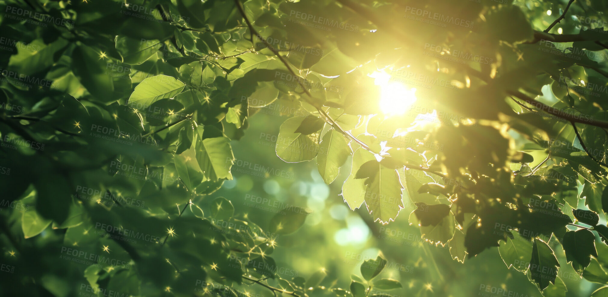 Buy stock photo Leaves, environment and sustainability mockup of trees for background, wallpaper and design. Green beauty, lush and morning light with copyspace for ecology, eco friendly and carbon footprint