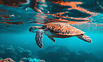 Ocean, sea and turtle swimming underwater in clear water for tourism, holiday adventure and travel. Blue, peaceful and beautiful scene of wildlife in their habitat for environment and eco system