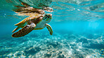 Ocean, sea and turtle swimming underwater in clear water for tourism, holiday adventure and travel. Blue, peaceful and beautiful scene of wildlife in their habitat for environment and eco system