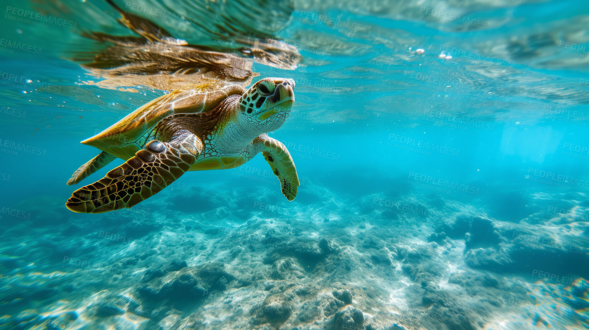 Buy stock photo Ocean, sea and turtle swimming underwater in clear water for tourism, holiday adventure and travel. Blue, peaceful and beautiful scene of wildlife in their habitat for environment and eco system