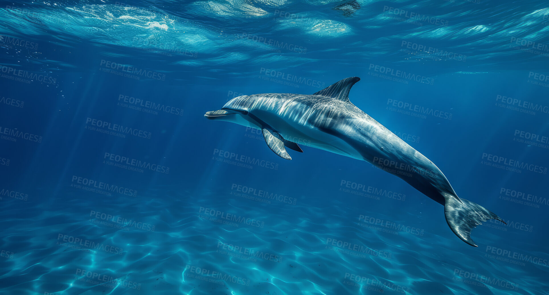 Buy stock photo Ocean, sea and dolphin swimming underwater in clear water for tourism, holiday adventure and travel. Blue, peaceful and beautiful scene of wildlife in their habitat for environment and eco system