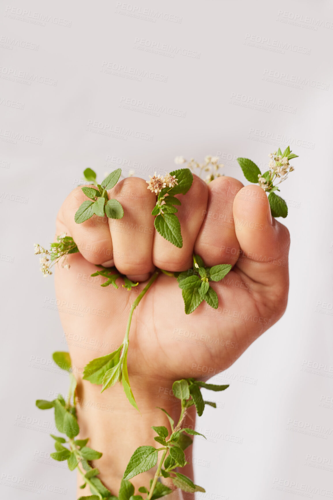 Buy stock photo Woman hand, nature growth and fist for eco warrior, fight and revolution for sustainability protest. White background, studio and person with leaf and green plant in hands for environment rally