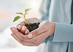 Person, hand and plant or business growth for sustainability or startup investment, development or eco friendly. Entrepreneur, leaves and soil or company resources or future project, career or sprout