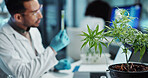 Scientist, people and cannabis research, marijuana analysis or weed for medicine solution, data collection or healthcare. Medical expert or man with natural CBD, plants growth or laboratory test tube