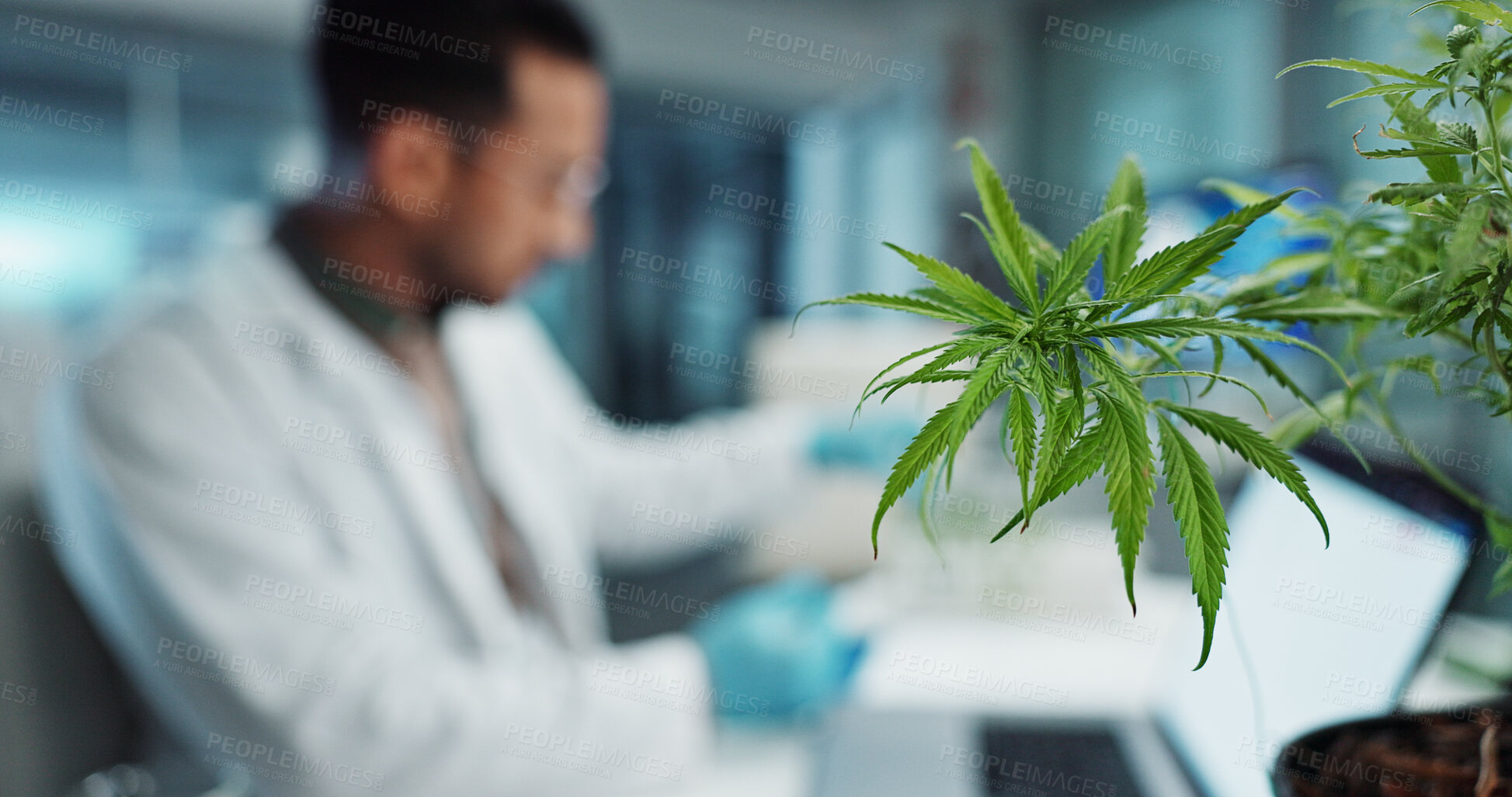 Buy stock photo Cannabis, scientist and research in laboratory on laptop, marijuana healthcare and cbd oil in vial for homeopathy. Hemp, pc and natural plant medicine in clinical trial and biotechnology innovation