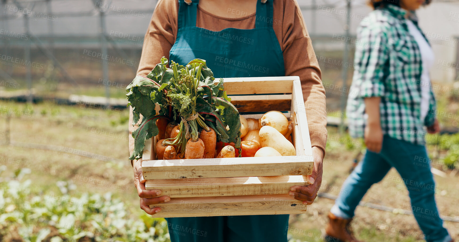 Buy stock photo Person, vegetable and box in greenhouse for farming agriculture, supply chain or countryside. Worker, carrots and onion in box as gardening supplier for wellness food or environment, growth or land