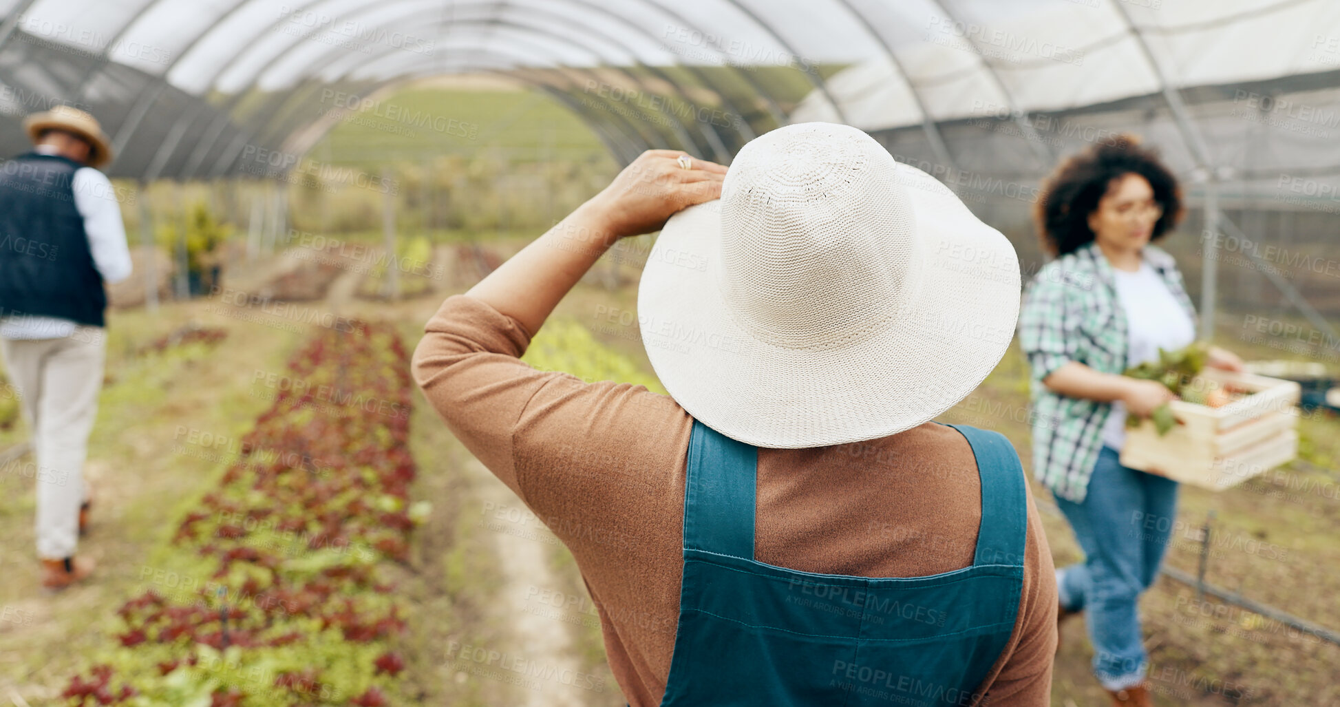 Buy stock photo Agriculture, greenhouse farming and back of woman with sustainable business in nature for quality check. Industry, plant or behind female farmer outdoor with greenery, leaf or agro growth inspection