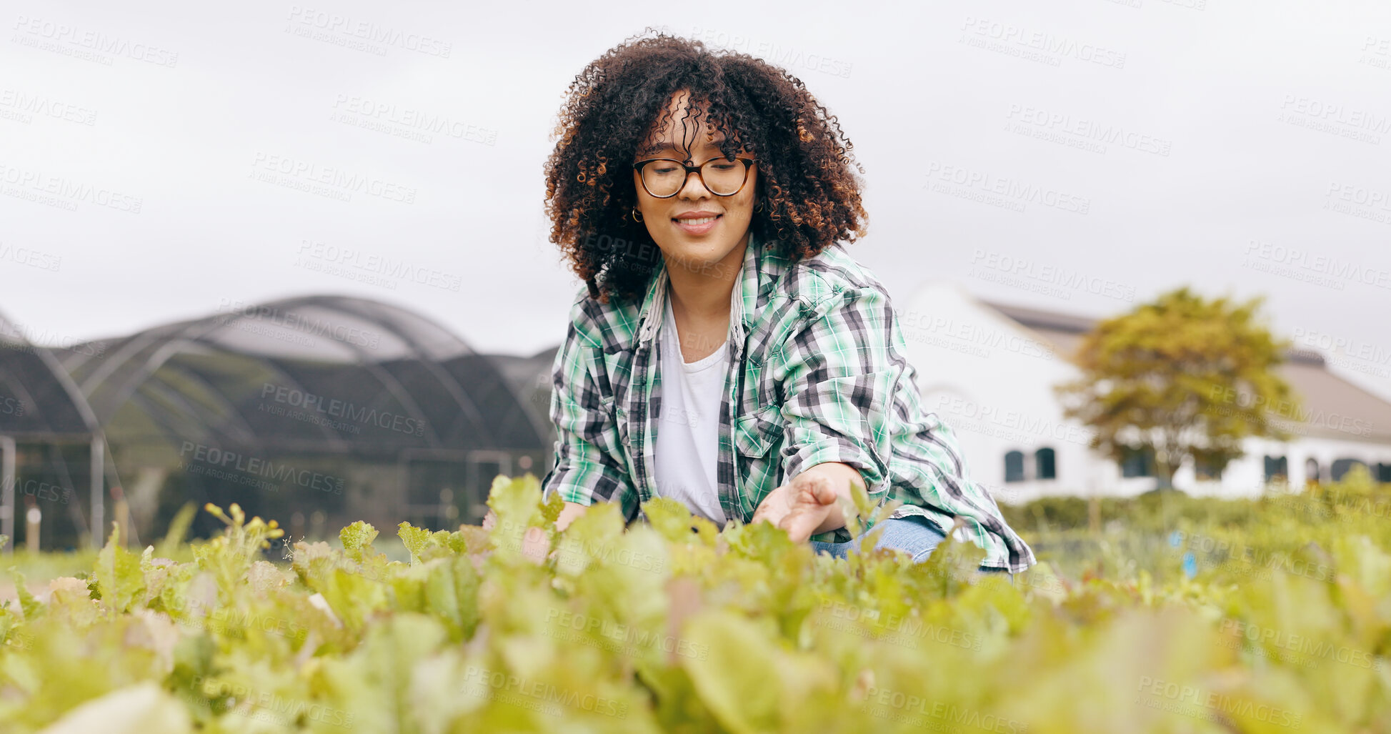 Buy stock photo Woman, farming and greenhouse for environment inspection for vegetable growth, sustainable or agriculture. Female person, food and check land development for wellness startup, soil or supply chain