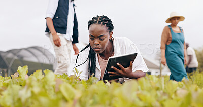 Woman, tablet and inspection at greenhouse or teamwork for vegetable food supply chain, agriculture or quality control. Black person, technology and check land development, eco friendly or production