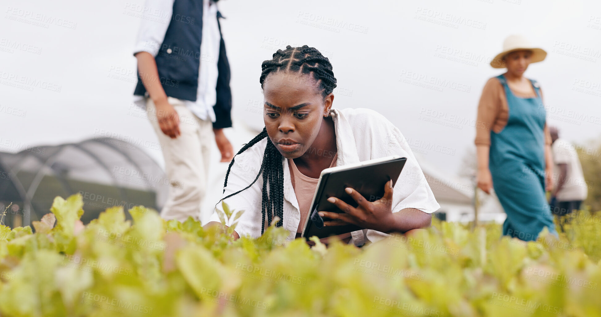 Buy stock photo Woman, tablet and inspection at greenhouse or teamwork for vegetable food supply chain, agriculture or quality control. Black person, technology and check land development, eco friendly or production