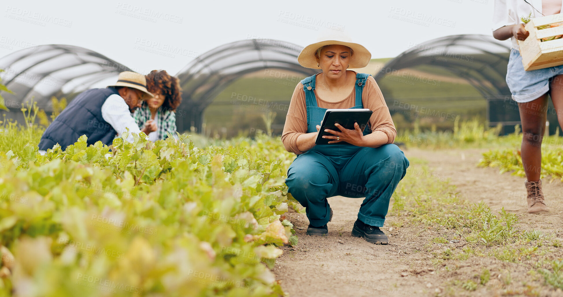 Buy stock photo Woman, tablet and inspection or teamwork for agriculture production, supply chain or quality control. Mature person, technology and vegetable check on land for sustainability, nutrition or greenhouse