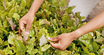 Person, hands and green plant for harvest, leafs or production in natural garden at home. Closeup of farmer or harvester checking leaves for fresh produce, resources or crops in agriculture at house