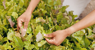 Person, hands and green plant for harvest, leafs or production in natural garden at home. Closeup of farmer or harvester checking leaves for fresh produce, resources or crops in agriculture at house