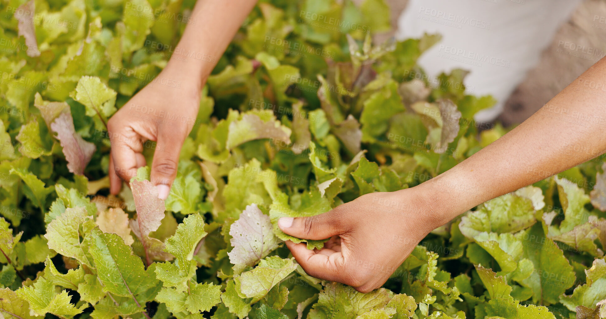 Buy stock photo Person, hands and green plant for harvest, leafs or production in natural garden at home. Closeup of farmer or harvester checking leaves for fresh produce, resources or crops in agriculture at house