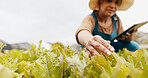 Woman, tablet and inspection at greenhouse of leaves for farm vegetable supply chain, agriculture or quality control. Mature person, technology and check land development, eco friendly or production