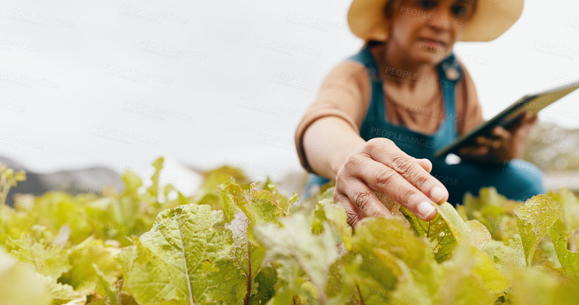 Buy stock photo Woman, tablet and inspection at greenhouse of leaves for farm vegetable supply chain, agriculture or quality control. Mature person, technology and check land development, eco friendly or production