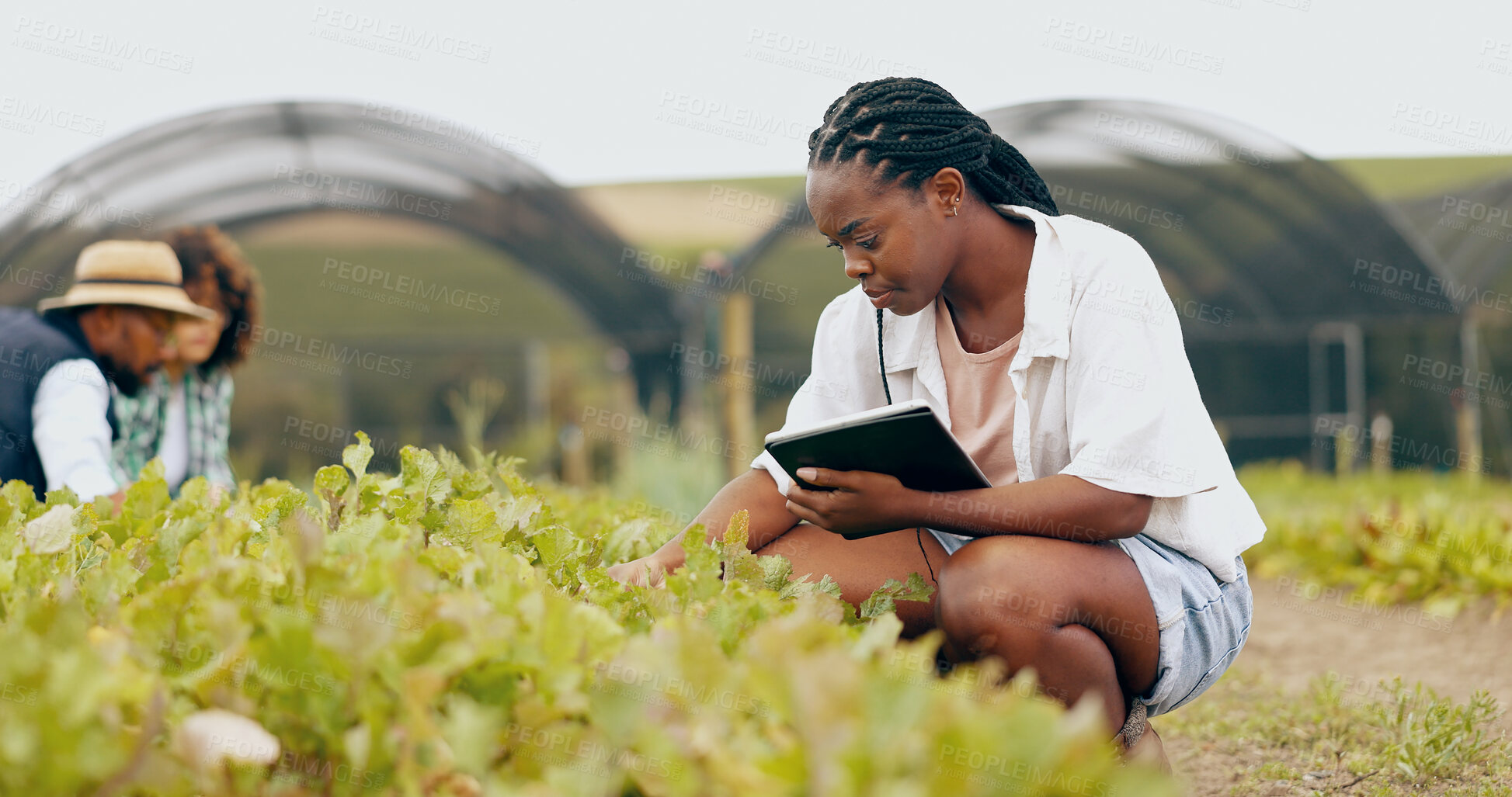 Buy stock photo Tablet, inspection and black woman in greenhouse for farming with vegetables, leaves or greenery. Quality check, digital technology and African female farmer doing research on produce in environment.