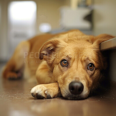 Buy stock photo Dog, home and sad or lonely waiting in apartment with animal depression for loss, sickness or unhappy. Golden retriever, floor and disappointed or pet insurance with tiredness, resting or anxiety