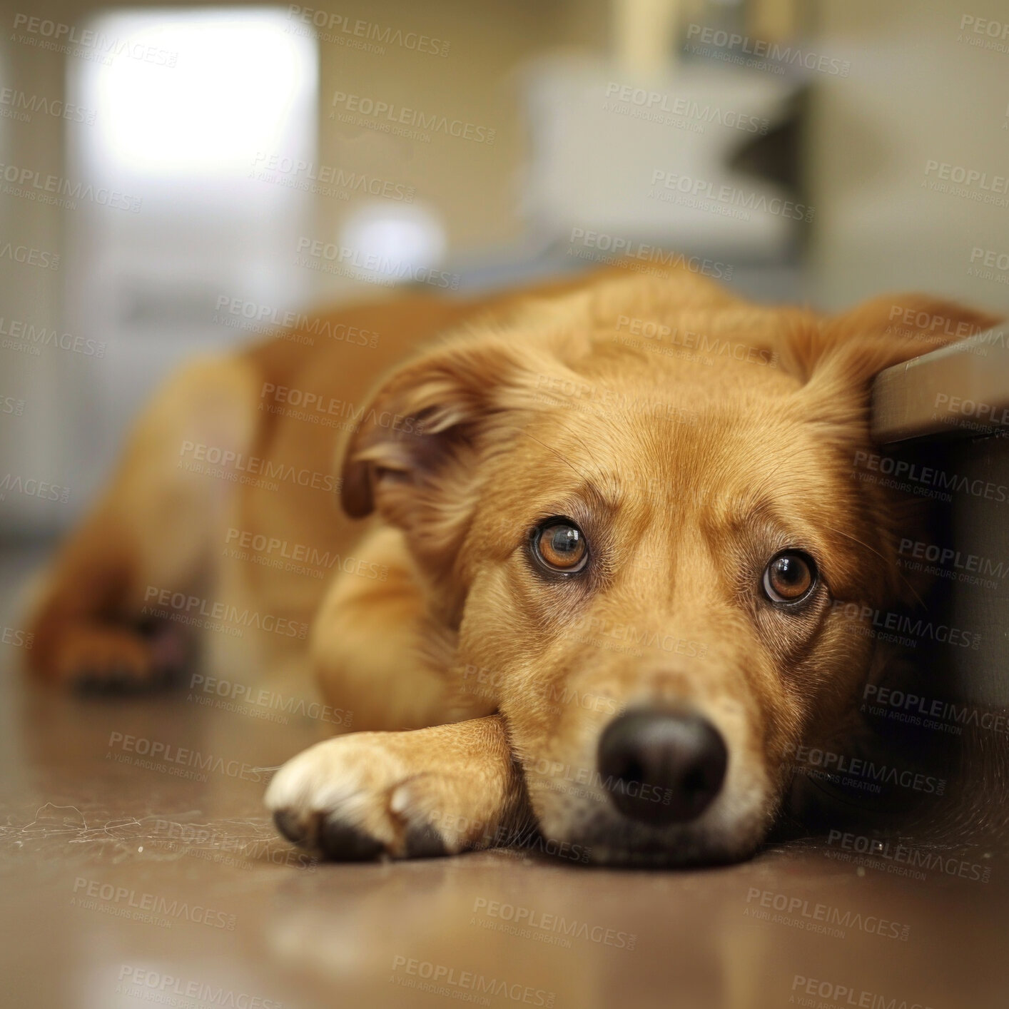 Buy stock photo Dog, home and sad or lonely waiting in apartment with animal depression for loss, sickness or unhappy. Golden retriever, floor and disappointed or pet insurance with tiredness, resting or anxiety