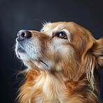 Looking up, dark background and face of dog in studio for adoption, rescue and animal care. Pets, service dogs and closeup of Golden Retriever waiting for treats with cute, adorable and sweet emotion