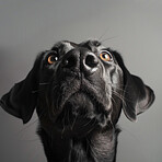 Dog, nose and face in studio with pet for companion, adoption and protection on gray background. Service animal, labrador and puppy with health insurance for emotional support, comfort or best friend