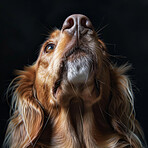 Dog, nose and face in studio with animal for companion, adoption and protection on black background. Service pet, canine and puppy with health insurance for emotional support, comfort and best friend