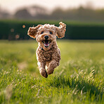 Portrait, puppy and running in grass at park or garden for hunting or exercise and explore nature. Fun, dog and cute or to play as hobby or health routine with happiness and enjoy in California