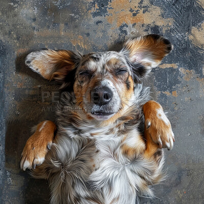 Buy stock photo Closed eyes, dog and relaxing with peace, funny and playful with happiness and insurance. Pet, best friend and animal at home and healthy on the floor with humor and trust with sleep and resting