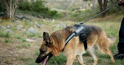 Policeman, dogs or patrol a crime scene in outdoor, first responder or law enforcement for investigation in k9 unit. Emergency response, canine search or rescue as sniffer dog or human scent or drug