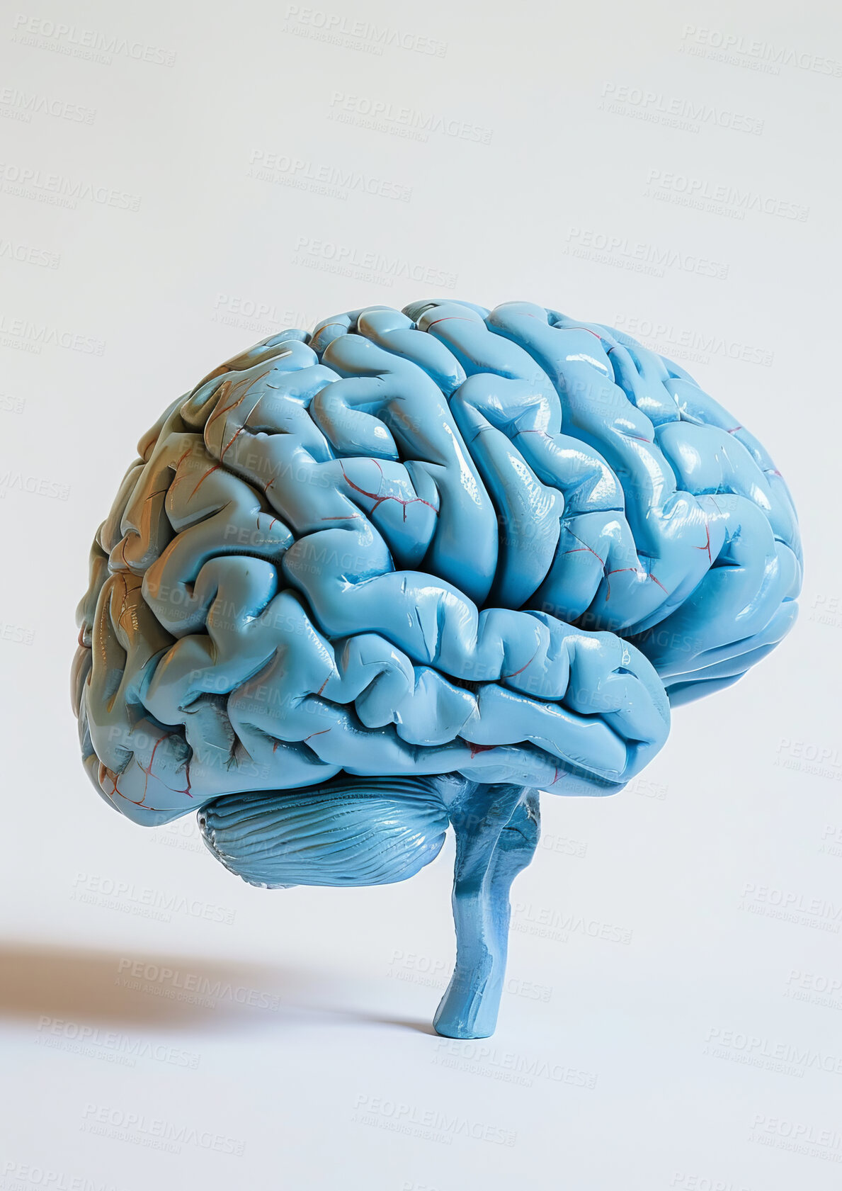 Buy stock photo Model, brain and anatomy with science, organ and neurology for creativity and cerebral research. Learning, growth and intelligence with mind, study and mindset art for education or mental health