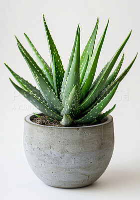 Buy stock photo Nature, aloe and leaf with studio, pot and green growth for decoration. Plant, succulent and sustainable development for eco friendly gardening, carbon capture and hope isolated on white background