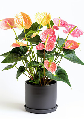 Anthurium, leaves and gardening a pot plant with flowers in house with tropical nature decor. Spring, growth and care for houseplant from rainforest with colorful foliage in white background mockup