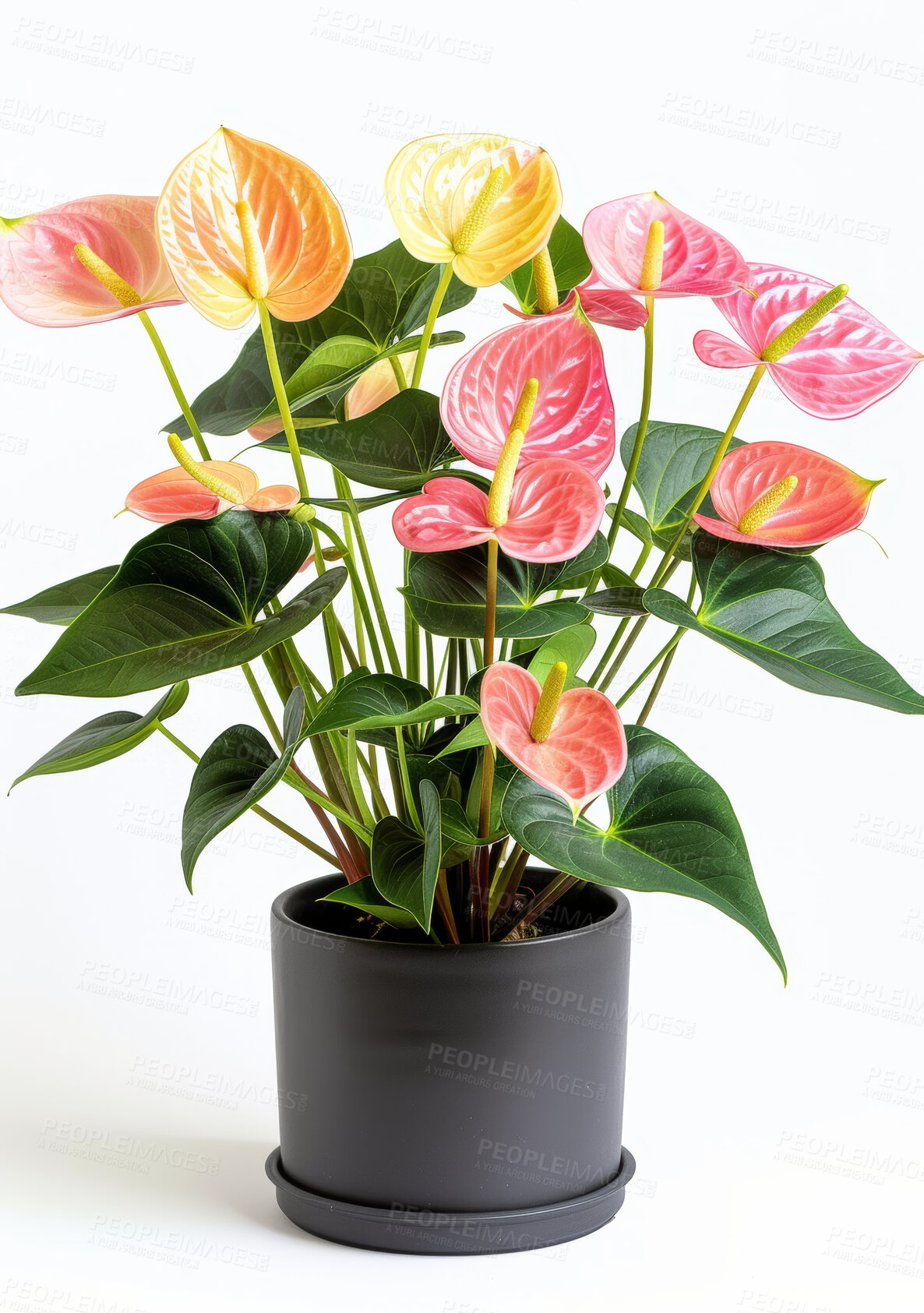 Buy stock photo Anthurium, leaves and gardening a pot plant with flowers in house with tropical nature decor. Spring, growth and care for houseplant from rainforest with colorful foliage in white background mockup