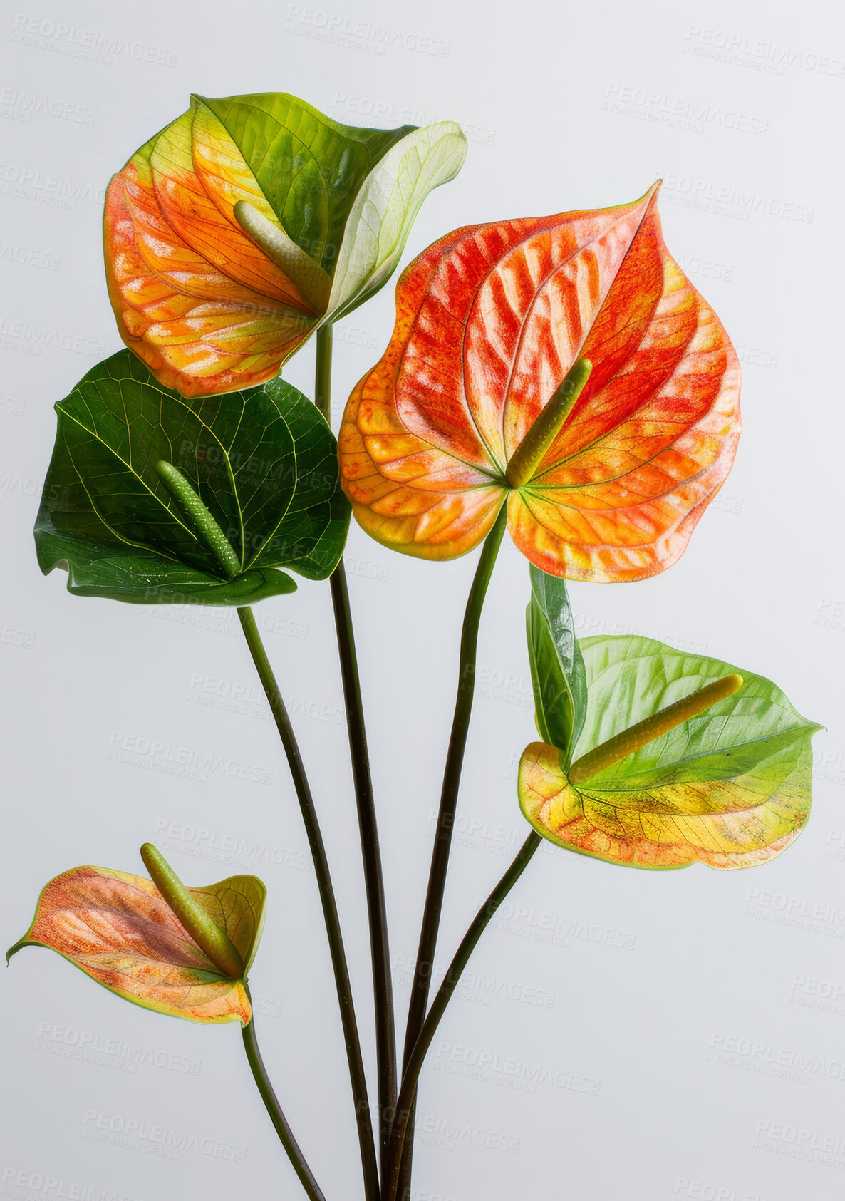 Buy stock photo Anthurium, leaves and gardening a plant with flowers closeup in house with tropical nature. Spring, growth and care for houseplant from rainforest with colorful foliage in white background of home