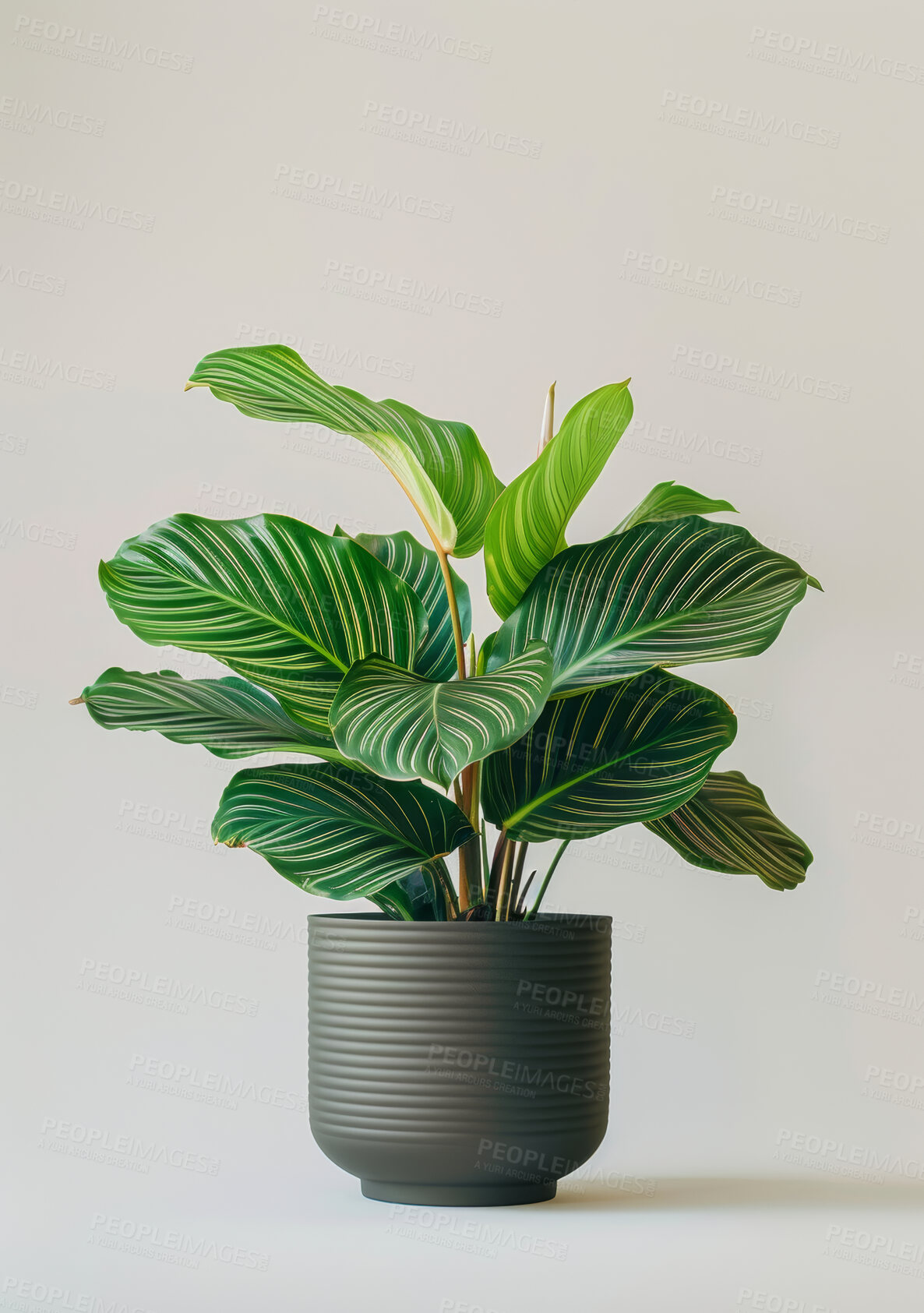 Buy stock photo Green plant, pot and leaves in studio with texture or pattern isolated on a white background mockup space. Natural, houseplant and vegetation for growth, decoration and sustainability with calathea