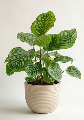 Plant, pot and leaves of calathea in studio with texture or green pattern isolated on a white background. Natural, houseplant and vegetation for growth, decoration and sustainability for ecology