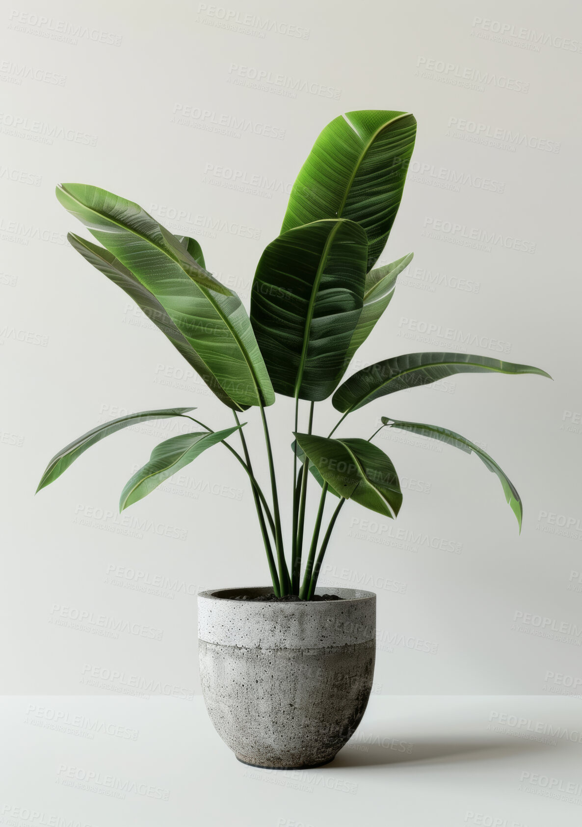 Buy stock photo Green plant, pot and leaves in studio with texture, pattern or interior isolated on white background. Natural, tropical houseplant and vegetation for growth, decoration and sustainability for ecology