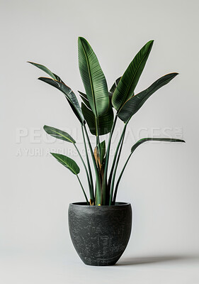 Green plant, pot and leaves in interior with pattern or texture isolated on white studio background. Natural, tropical houseplant and vegetation for growth, decoration and sustainability for ecology