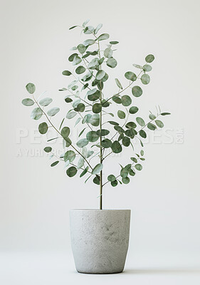 Eucalyptus, planter or stone in modern, environment or home as spring ecology on white background. Leaves, decor or pot plant as natural, growth or environmental sustainability by carbon capture