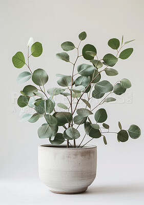 Eucalyptus, pot plant or decor in spring, environment or growth as ecology on white background. Leaves, stone or planter as natural, home or environmental sustainability by modern carbon capture