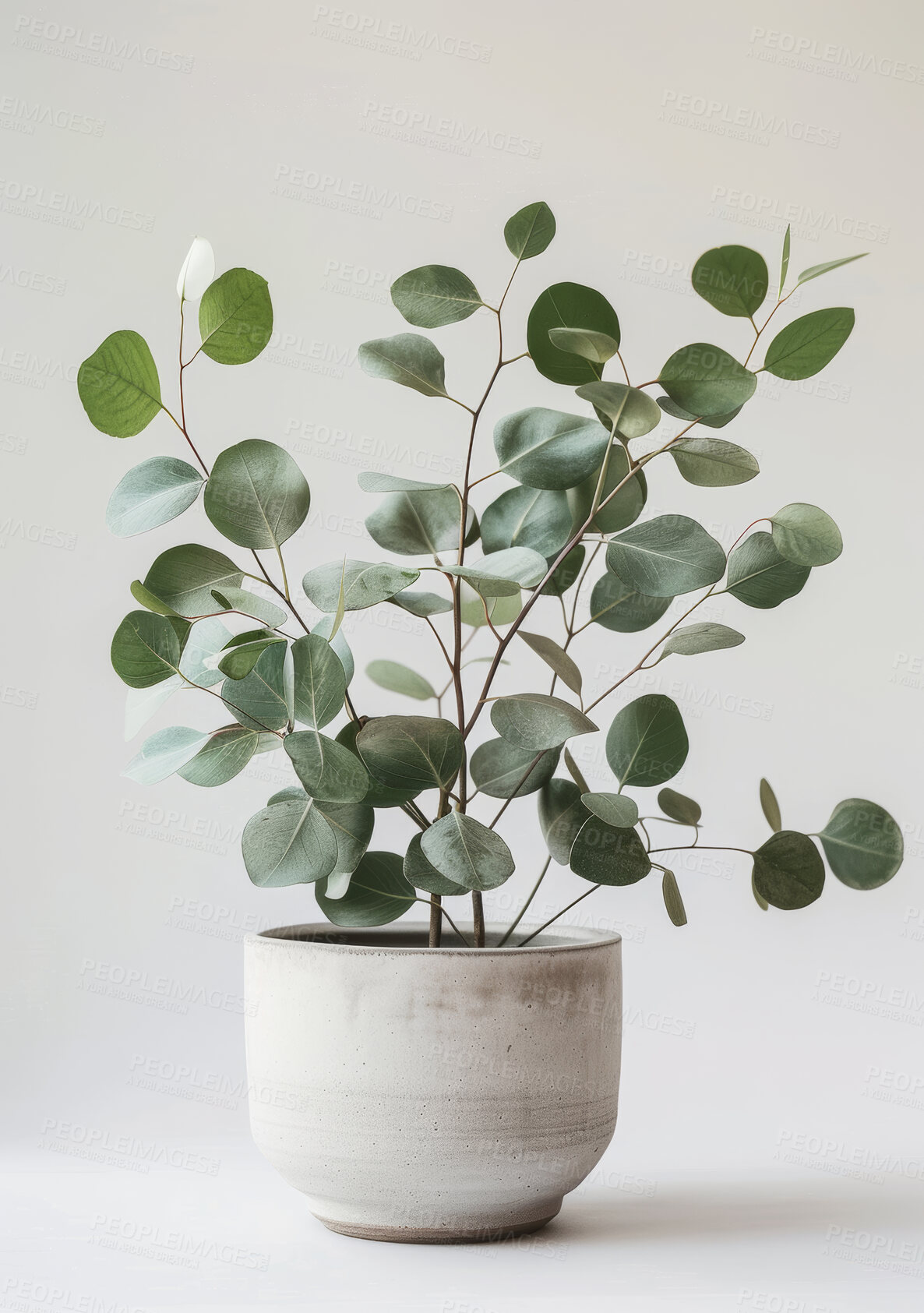 Buy stock photo Eucalyptus, pot plant or decor in spring, environment or growth as ecology on white background. Leaves, stone or planter as natural, home or environmental sustainability by modern carbon capture 
