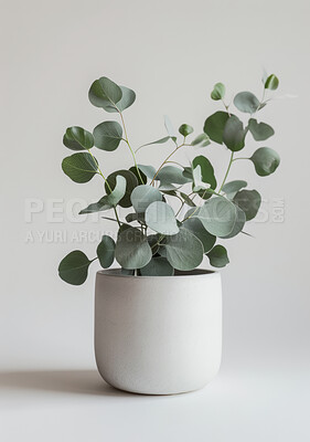 Eucalyptus, planter or decor in spring, environment or growth as ecology on white background. Leaves, stone or pot plant as natural, home or environmental sustainability by modern carbon capture