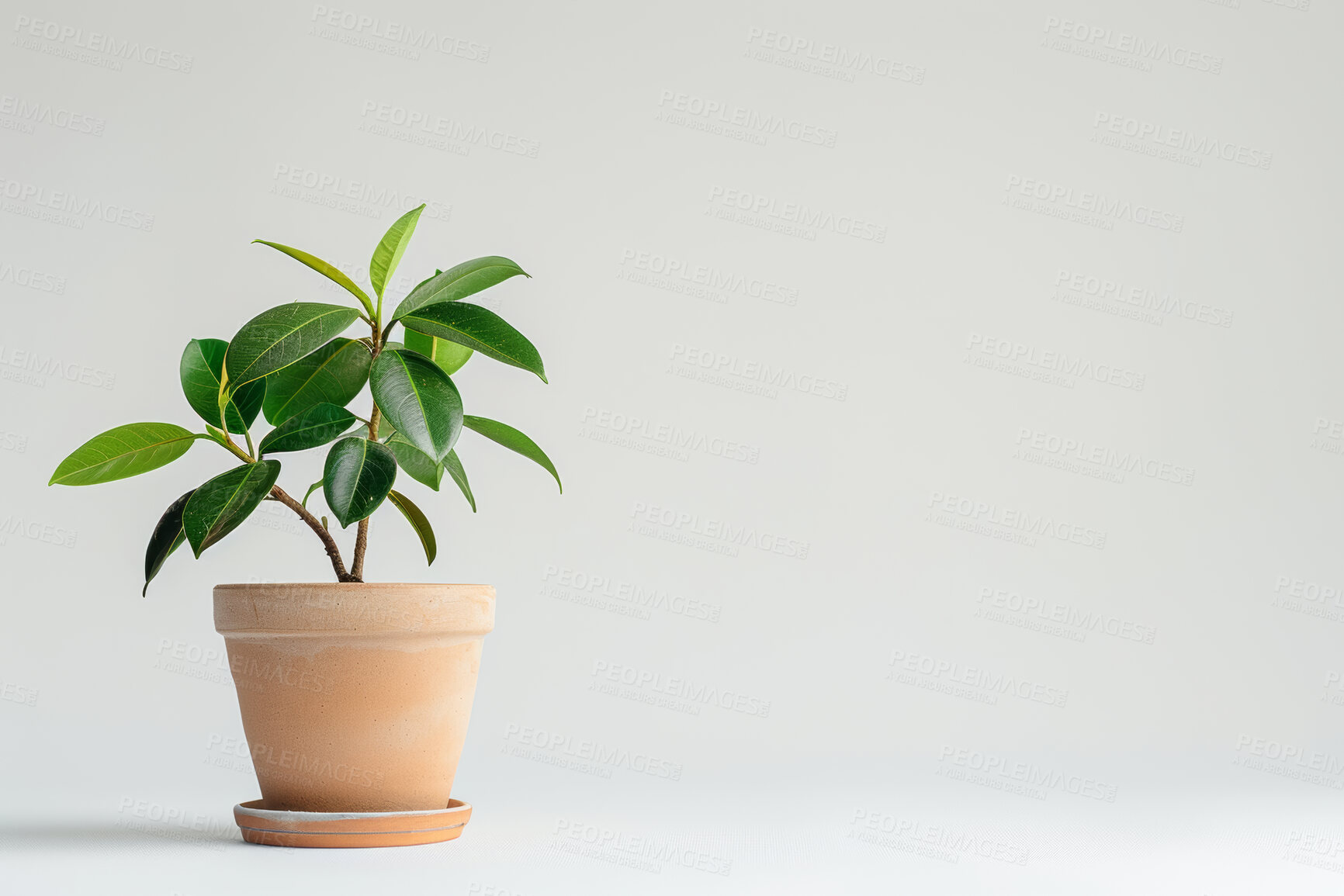 Buy stock photo Ficus, plant and growth of tree in home on white background with tropical leaves as decor. Houseplant, gardening and evergreen bush from nature in pot container for decoration in mock up space