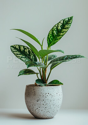 Leaves, pot plant or decor in studio, environment or home as spring growth on white background. Dieffenbachia, stone or planter as tropical, natural or environmental sustainability by carbon capture