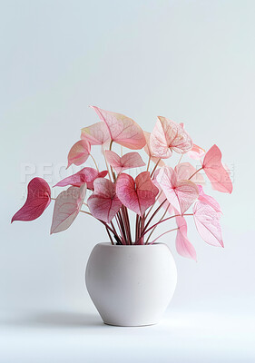 Plant, texture and pink leaf for home decor, sustainability and environment or growth. Flowers, soil and caladium leaves with white background for interior design, garden and ecology or nature