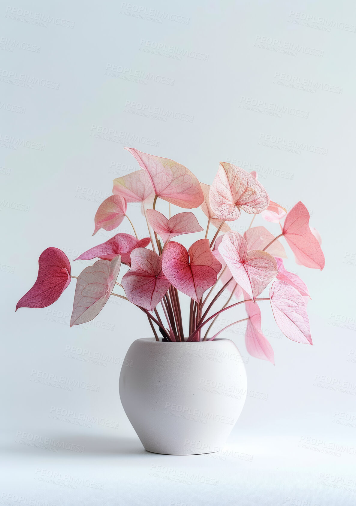 Buy stock photo Plant, texture and pink leaf for home decor, sustainability and environment or growth. Flowers, soil and caladium leaves with white background for interior design, garden and ecology or nature