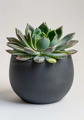 Botany, plant and succulent with studio, pot and green growth for decoration. Cactus, leaf and sustainable development for eco friendly gardening, carbon capture and hope isolated on white background