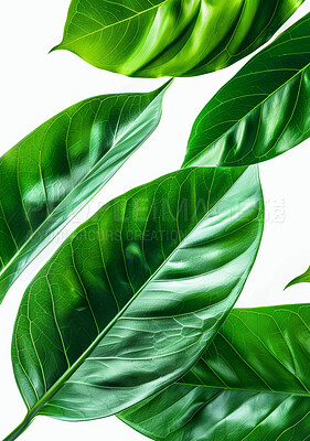 Plant, growth or Peace Lily leaf against white background for nature, beauty or environment closeup. Zoom, sustainability and texture of growing air purifier, houseplant or mildew and mold prevention
