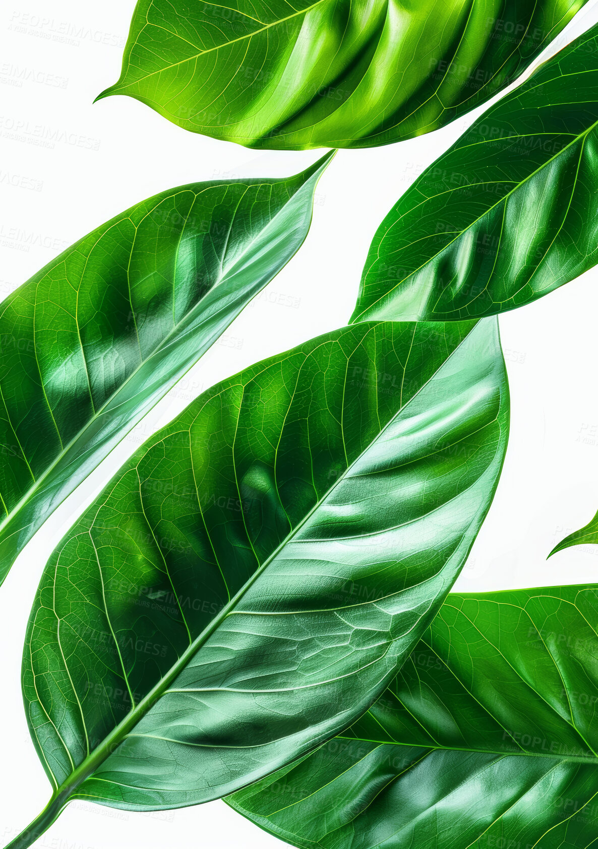 Buy stock photo Plant, growth or Peace Lily leaf against white background for nature, beauty or environment closeup. Zoom, sustainability and texture of growing air purifier, houseplant or mildew and mold prevention