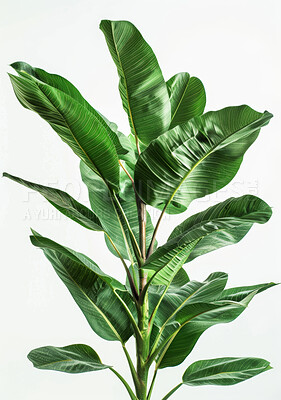 Tropical, flower and houseplant with natural leaf or vein pattern of bird of paradise isolated in studio. Green flora, nature and portrait of strelitzia nicolai for home garden, growth and gardening
